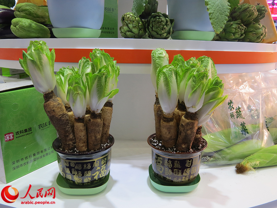 ???? ???? ?????? ?????: ??????? ???????? ?? ???? ????? ??????? ???????? ???? ???????? ???????