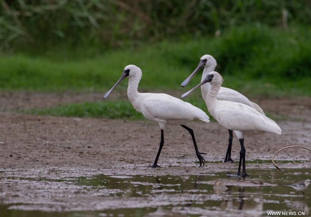 ?????? ???????? ??? ????? ????? ????? ??????