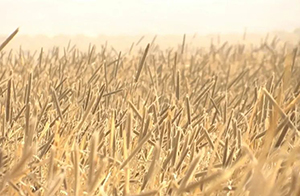 ????? "????? ??????? "?? ????? ????????? ???? ????? ?????