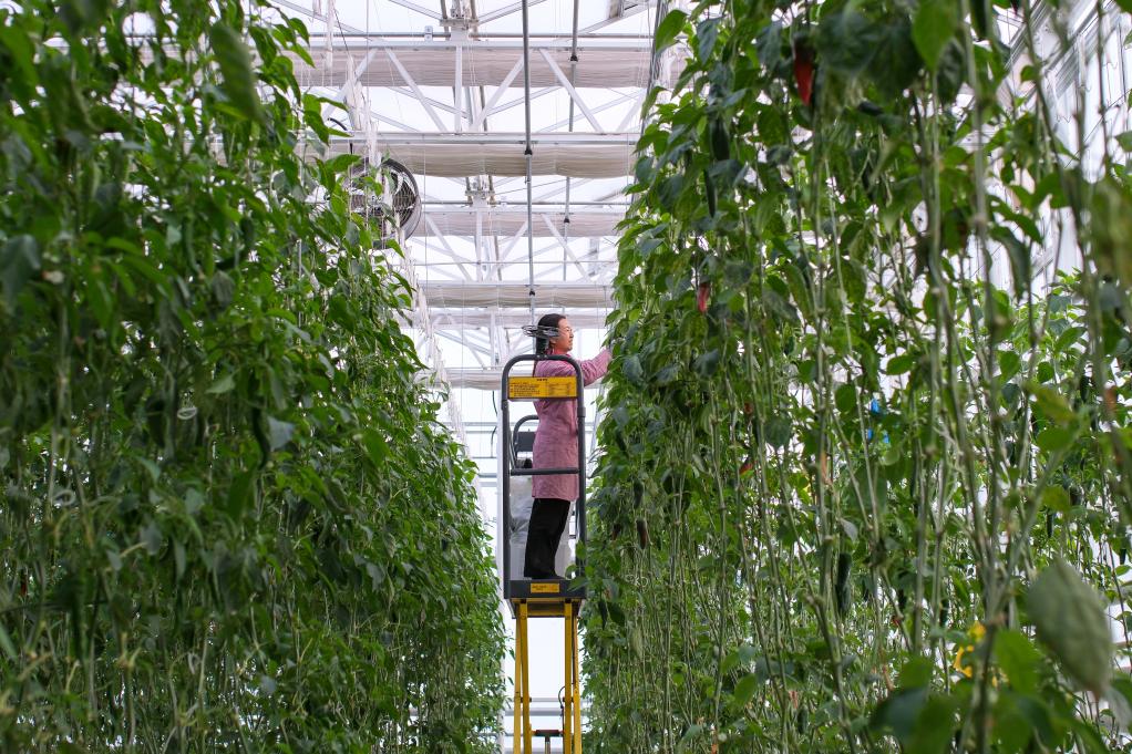 ??????? ?????? ?? ????????