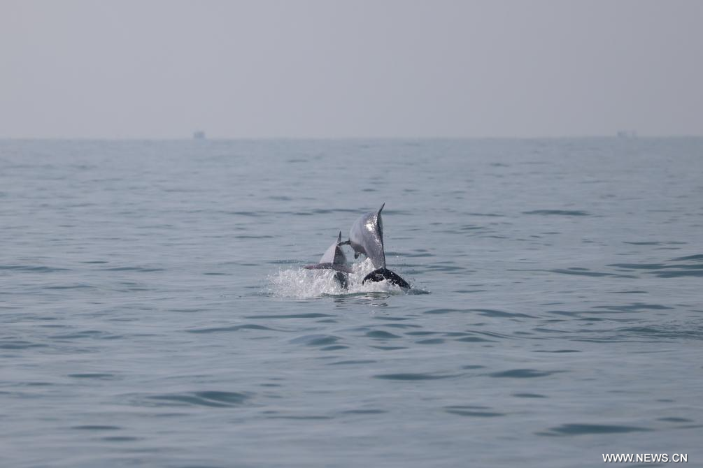 ????? ???? ???? ???? ?? ????? ?????? ????? ????? ?????