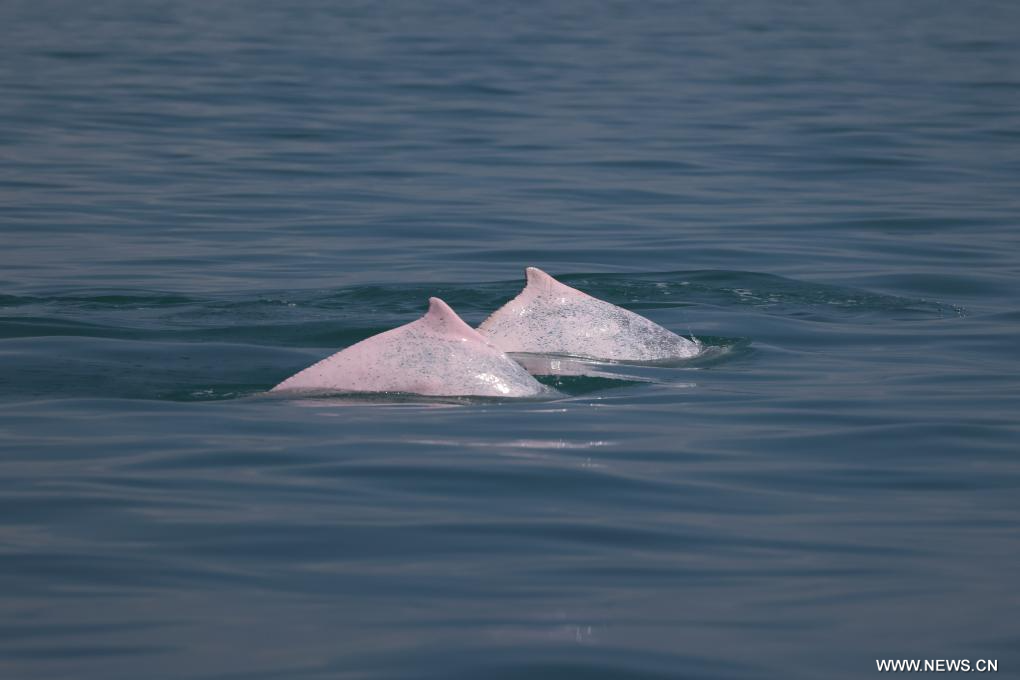 ????? ???? ???? ???? ?? ????? ?????? ????? ????? ?????