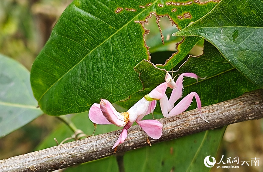 ??? ????.. ?????? ??????? ?????? ??????? ?? ??????