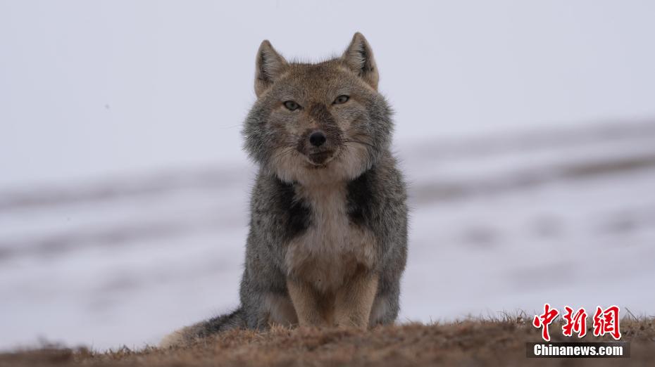 ?????? ????????: ???? ?????? 