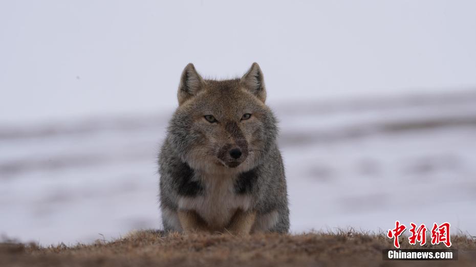 ?????? ????????: ???? ?????? 