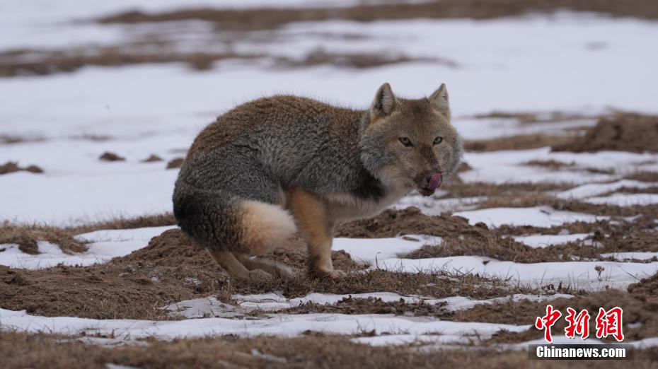 ?????? ????????: ???? ?????? 