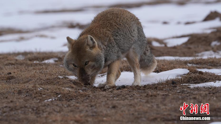 ?????? ????????: ???? ?????? 