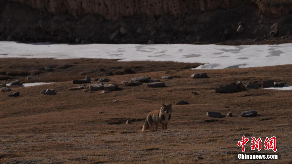 ?????? ????????: ???? ?????? 