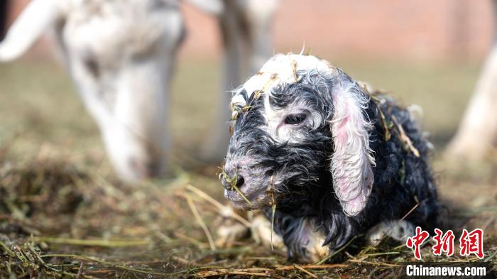 ???????? ????? ???? ?? 2 ?????? ??? ?? ???? ??????