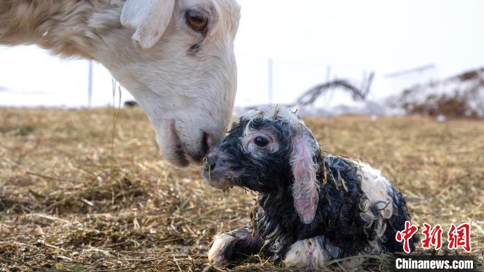 ???????? ????? ???? ?? 2 ?????? ??? ?? ???? ??????