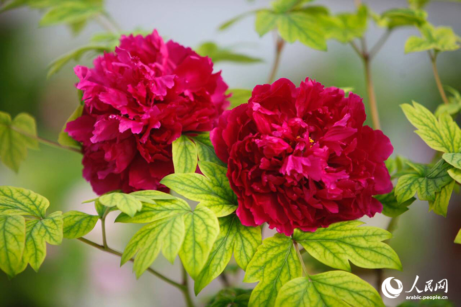 ?????? ???? ????? ????????? ???????