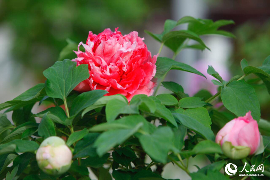 ?????? ???? ????? ????????? ???????