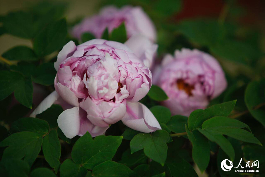 ?????? ???? ????? ????????? ???????