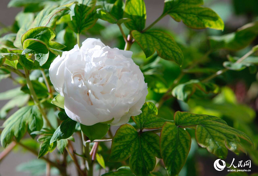 ?????? ???? ????? ????????? ???????