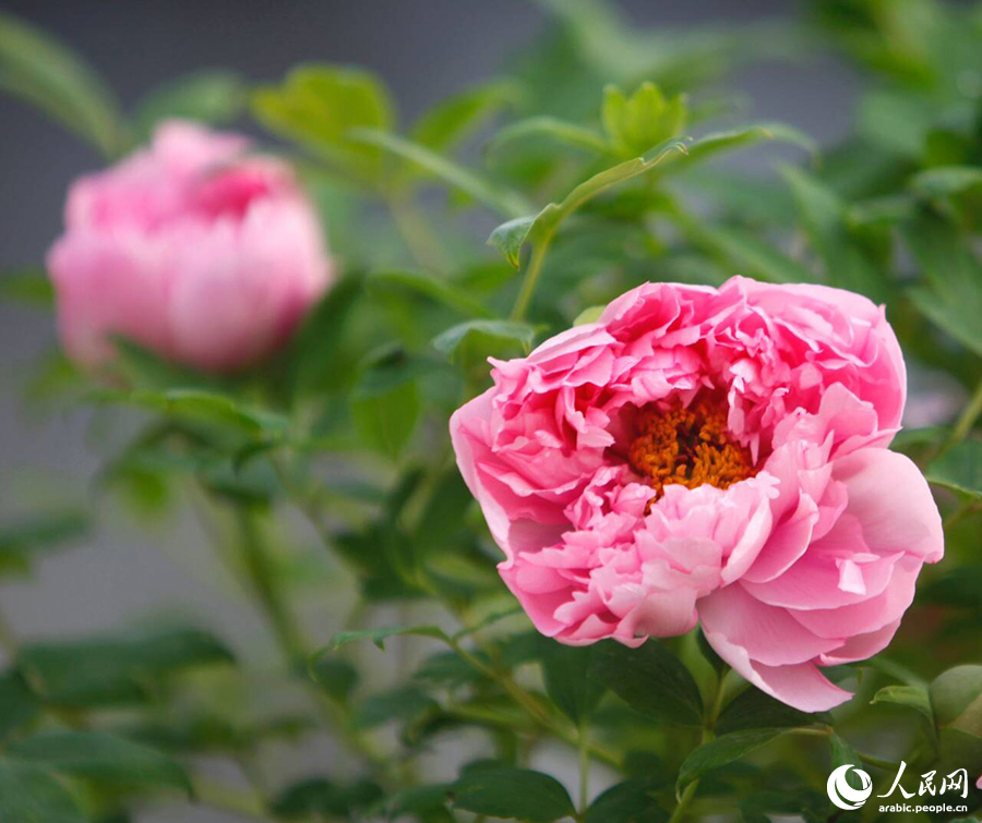 ?????? ???? ????? ????????? ???????