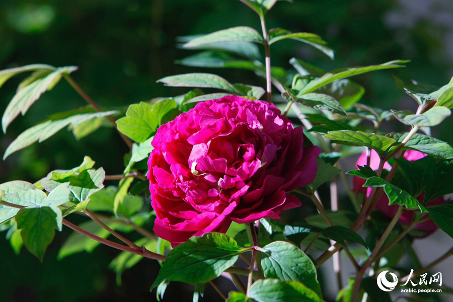 ?????? ???? ????? ????????? ???????