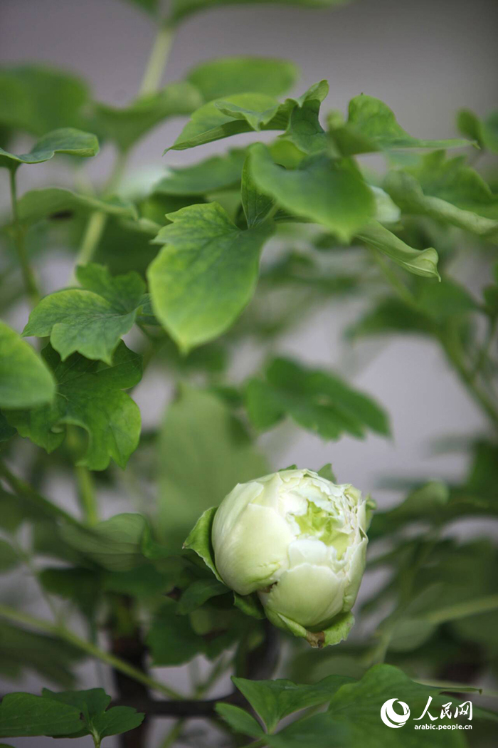 ?????? ???? ????? ????????? ???????