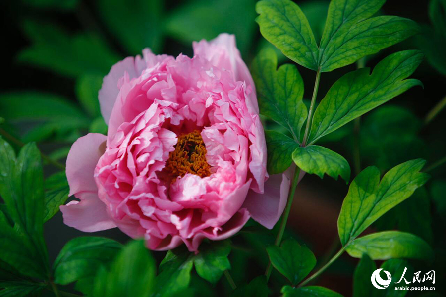 ?????? ???? ????? ????????? ???????