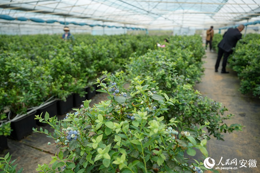 ??????? ???????.. ????? ???? ??????? ?????? ??? ????