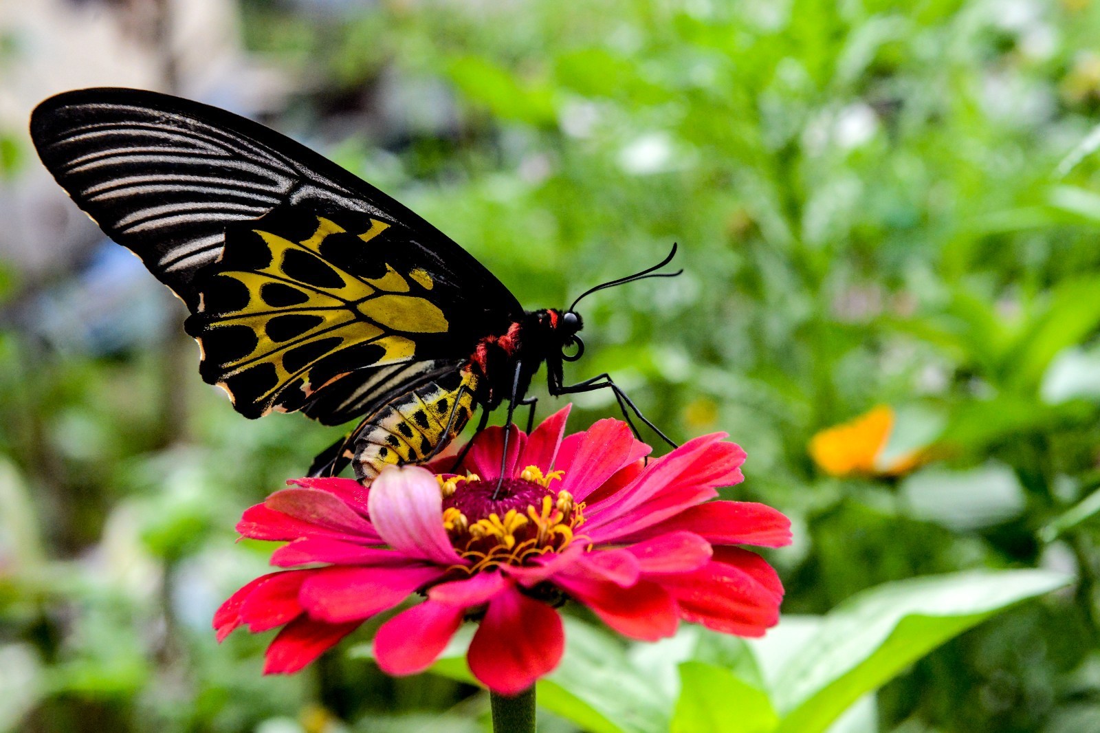 ??????? ???? ???????? ???????