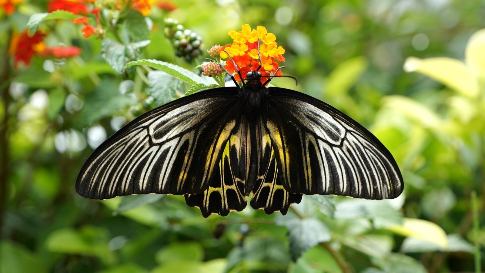 ??????? ???? ???????? ???????