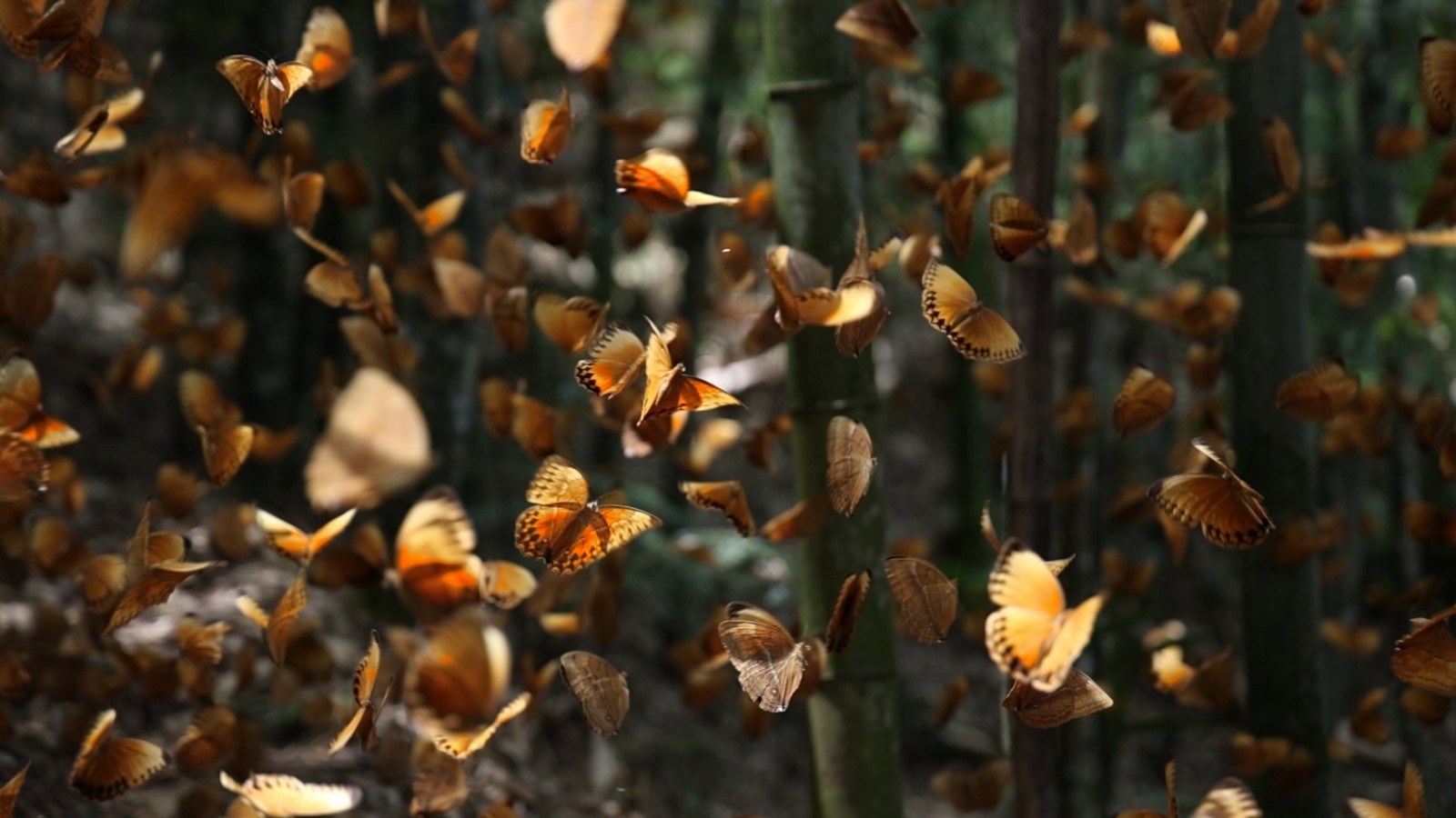 ??????? ???? ???????? ???????