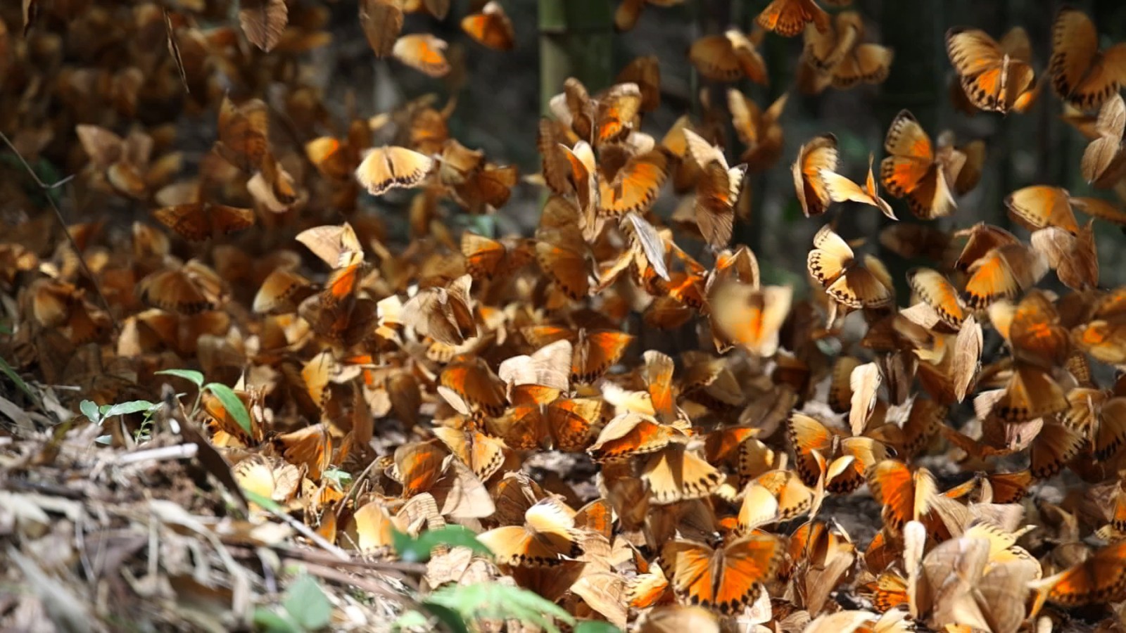 ??????? ???? ???????? ???????