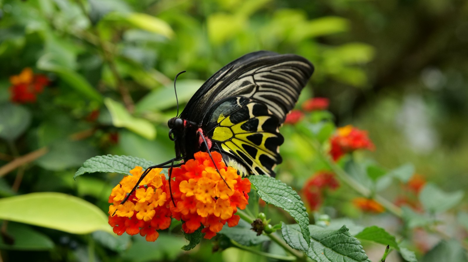 ??????? ???? ???????? ???????