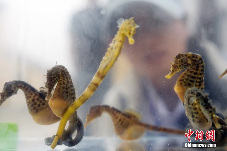 ??????? ???????: ????? ?????? ???? ?????