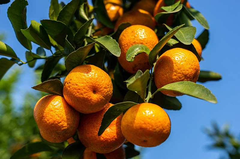 ????? ?????: ?????? ???????????