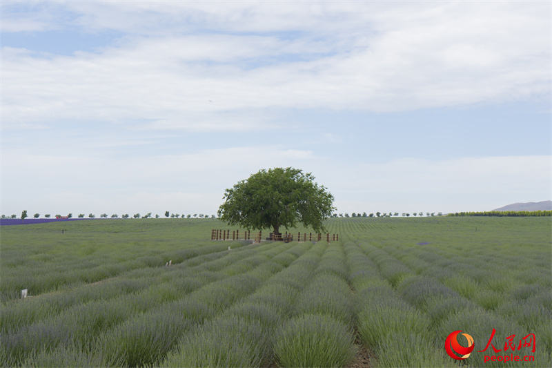 ?????? ????? ?? ???? ????????? .. ?? ??????? ???????? ??? ??? ?????? ??????????