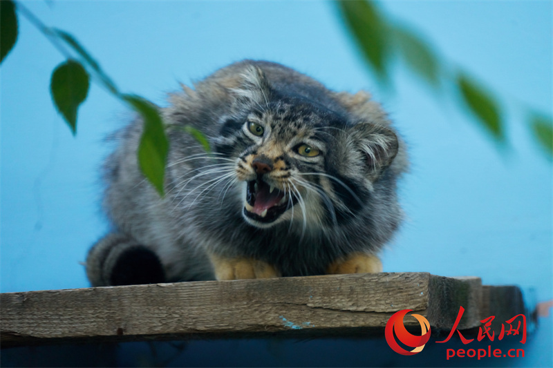 ????? ?????? ?????? ????????? ???? ???? ?? 2000 ?????