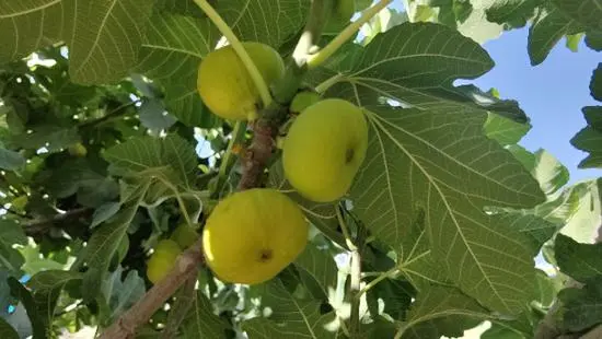 ?????? ????? ?? ???????? ???????? ?????? ??? ??? ?????