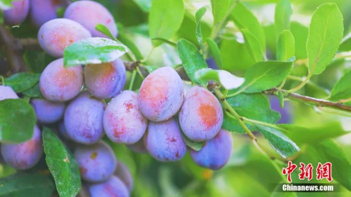 ????? ????? ???? ????? ?? ??????? ??????? ????????