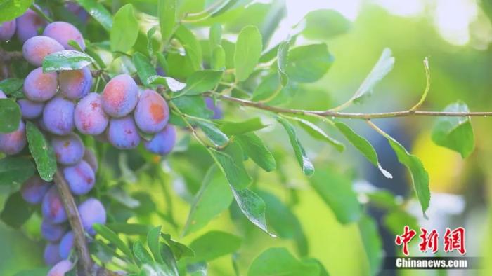 ????? ????? ???? ????? ?? ??????? ??????? ????????