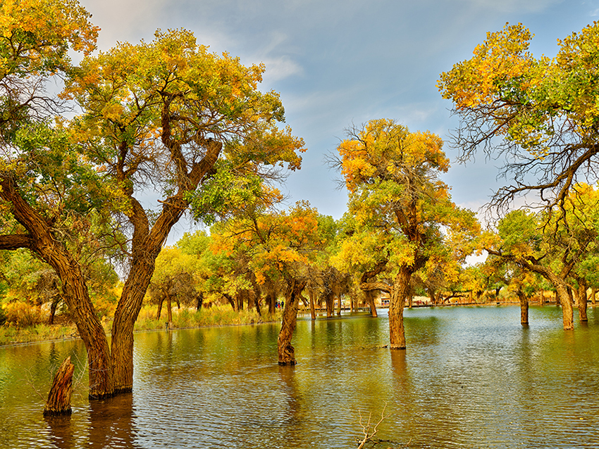 ?????? ???????? ????????: ???? ??? ????? ????? ?????? ??????