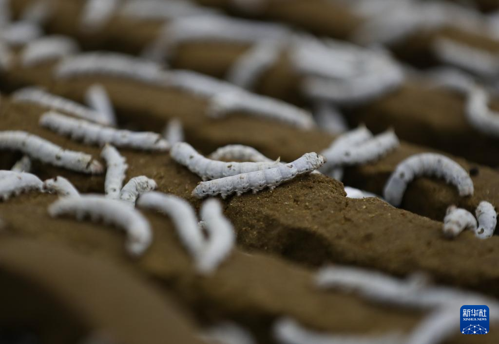 ???????? ?????: ??????? ????? ???? ???????? ?????? ???? ????