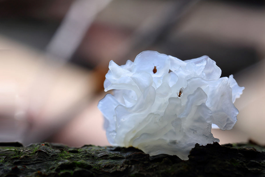 ?????? ??????? ?????? "????????" ??? ???