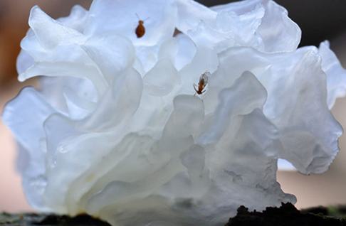 ?????? ??????? ?????? "????????" ??? ???