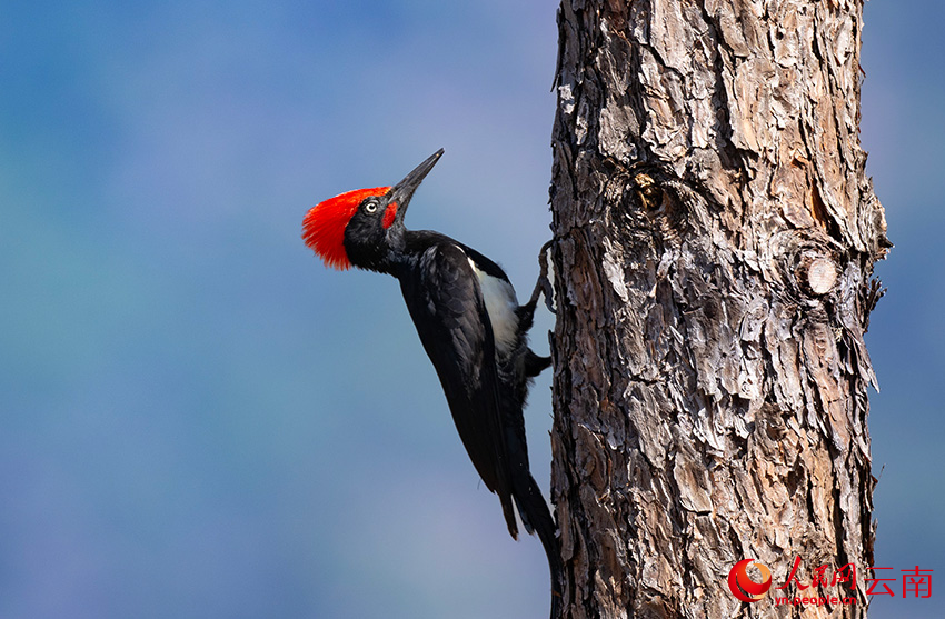 ??????: ?????? ???????? ???