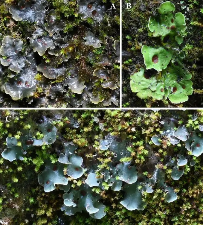 ?????? ??? ???? ?? ??????? ??? ???? ????????-?????