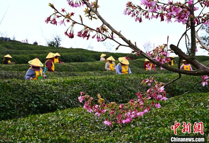 ??????? ?????? .. ????? ????? ?????? ??????