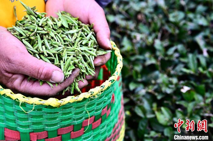 ??????? ?????? .. ????? ????? ?????? ??????