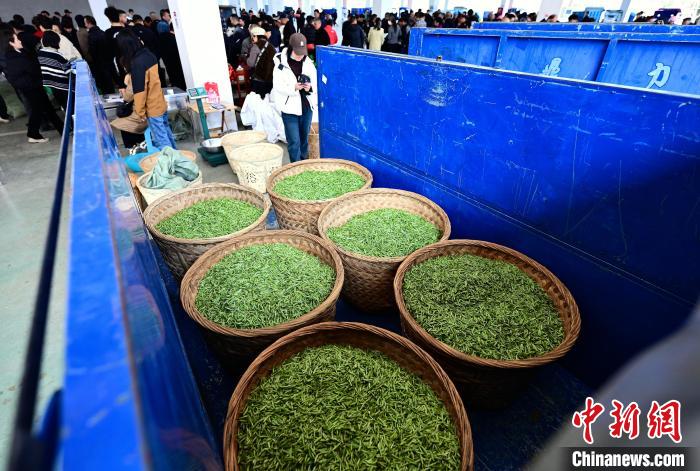 ??????? ?????? .. ????? ????? ?????? ??????