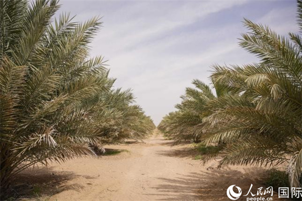 ???? ????? ???? ????? ?? ????? ????: