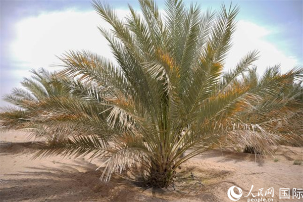 ???? ????? ???? ????? ?? ????? ????: