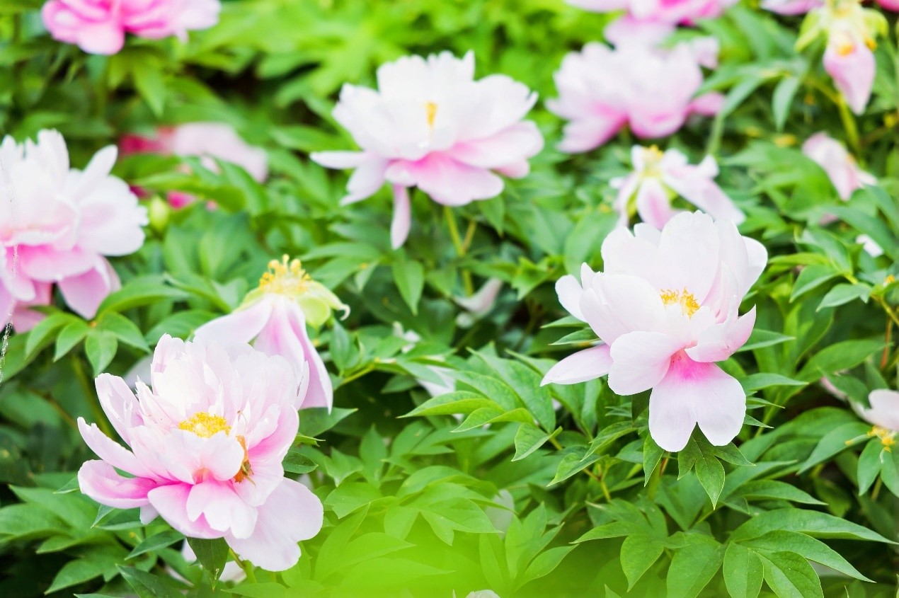 ????? ?????? ?? ????? ????????? ??????? .. ?????? ?????? ??????? ????? ?????? 