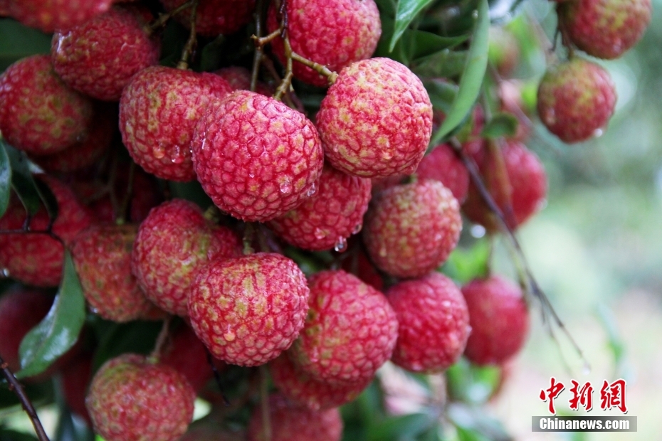 ???????? ?????????: ???? ????? ??????? ??????