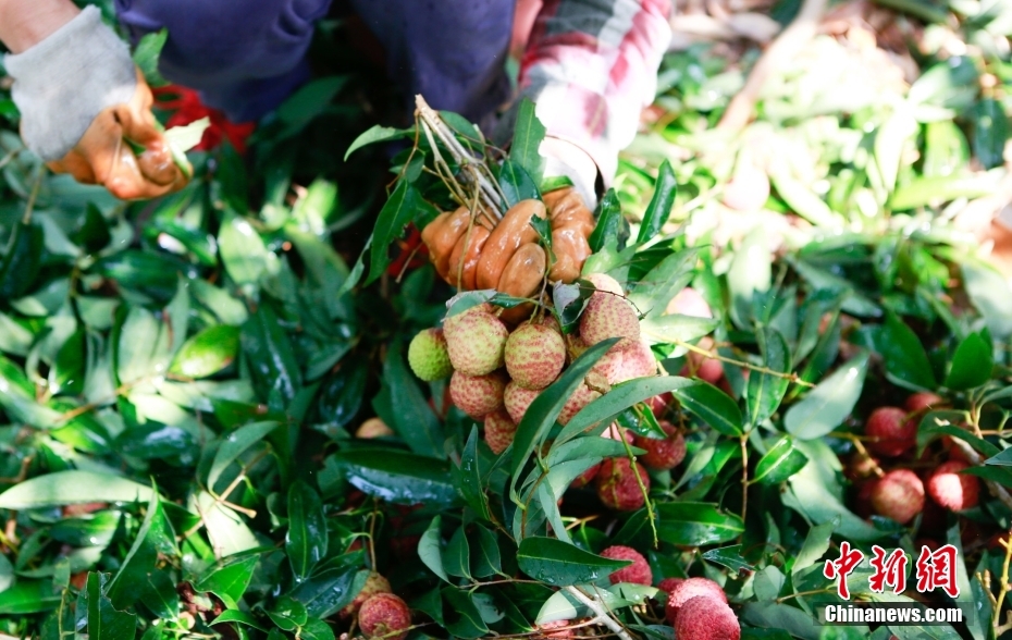 ???????? ?????????: ???? ????? ??????? ??????