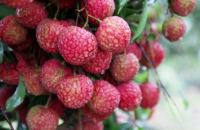 ???????? ?????????: ???? ????? ??????? ??????